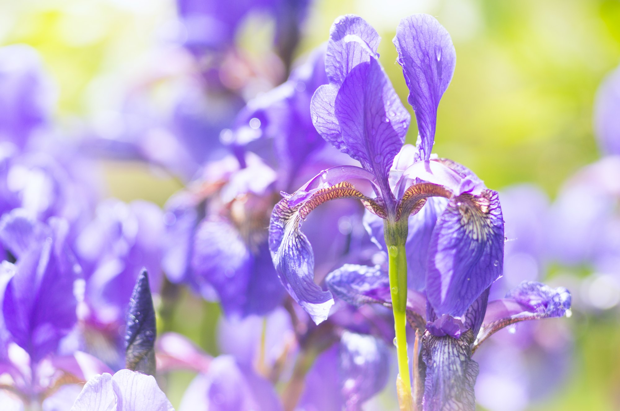 Purple iris flowers in a garden